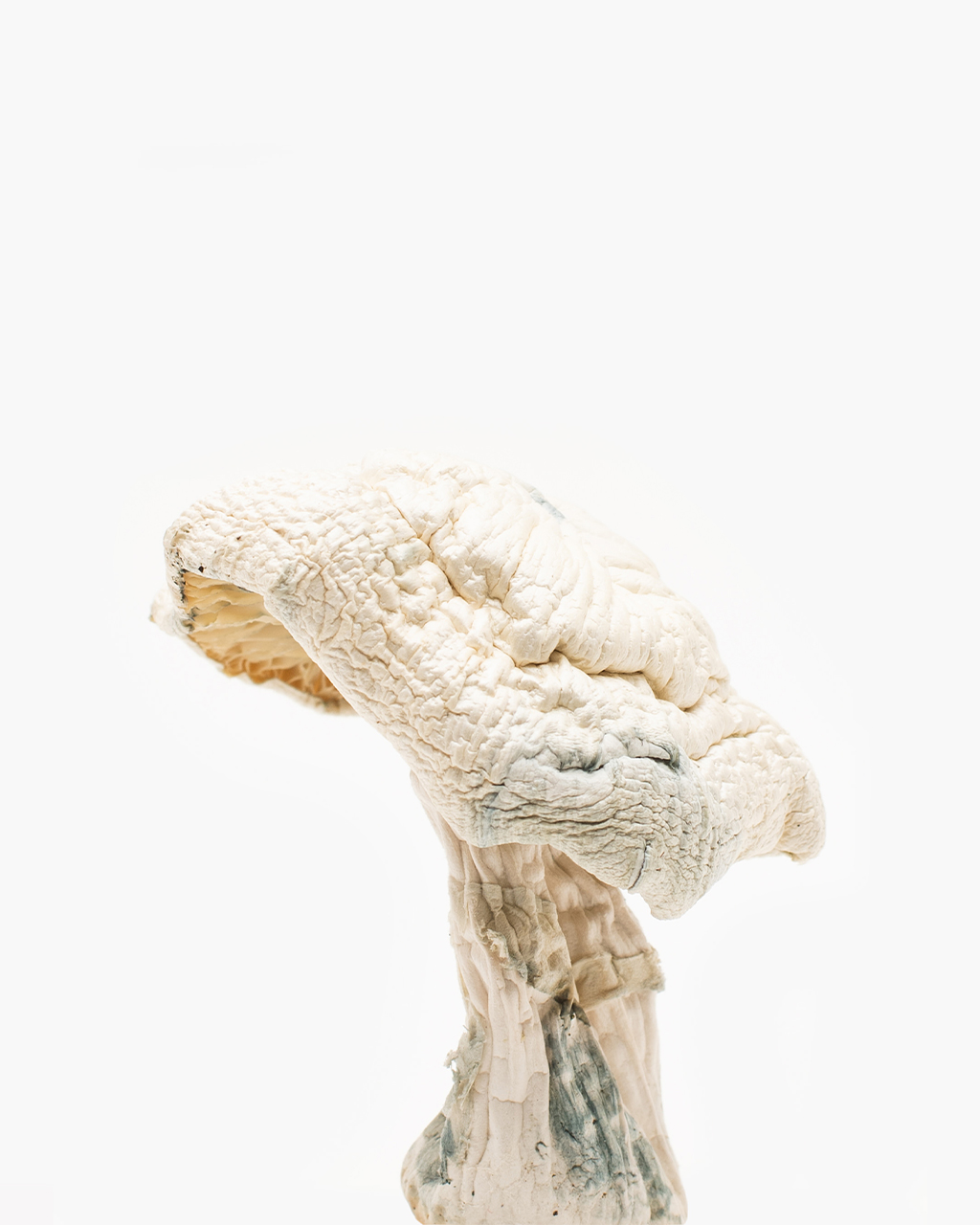 Avery Albino Magic Mushroom