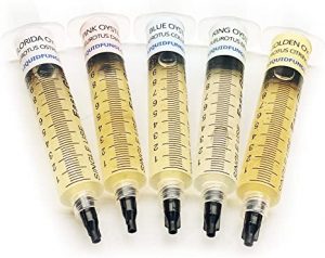 golden teacher spore syringe