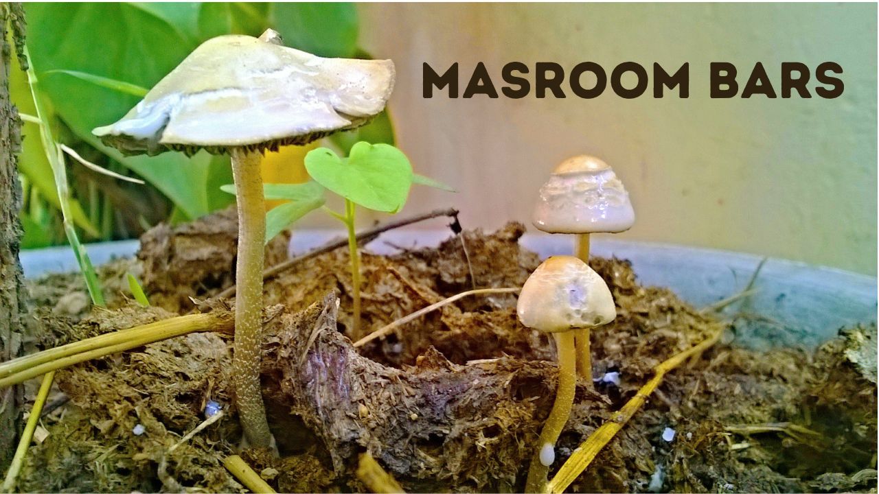 Mushroom bars