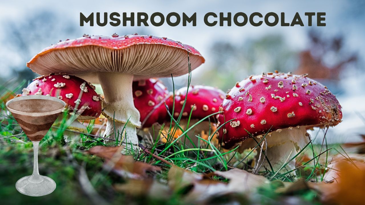 Mushroom chocolate