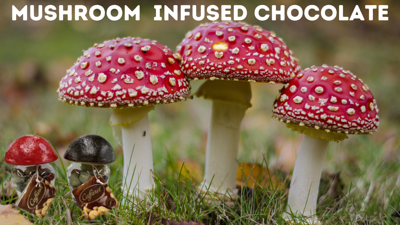 Mushroom Infused Chocolate