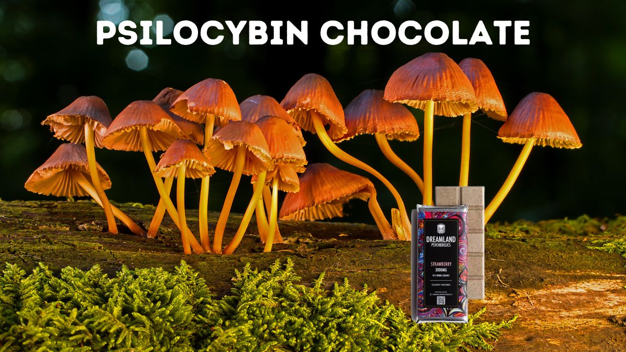 Psilocybin chocolate