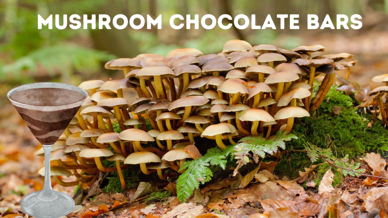 Mushroom chocolate bars